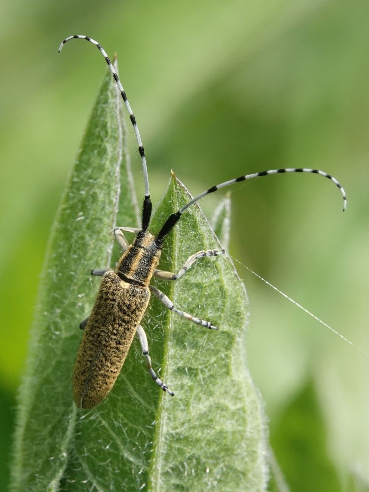 Golden-bloomed Grey Longhorn Beetle (Agapanthia villosoviridescens) on the Steel Valley Walk, near Stocksbridge.