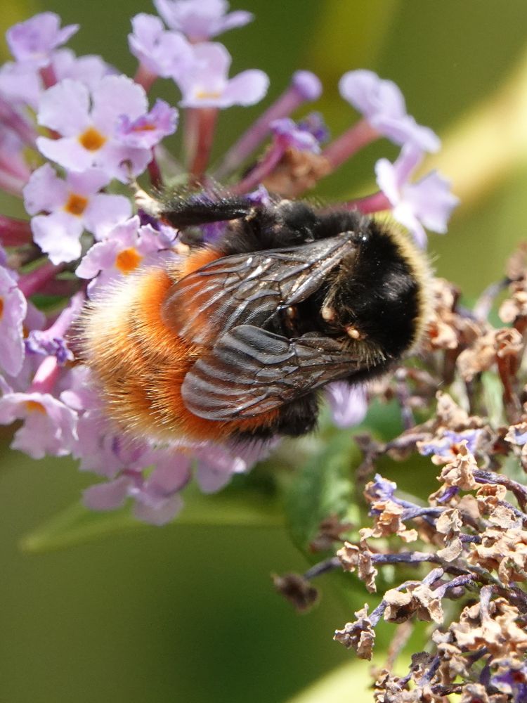 Bombus monticola, also known as the Bilberry Bumblebee, the Blaeberry Bumblebee or the Mountain Bumblebee. This individual appears to be a recently-emerged queen.