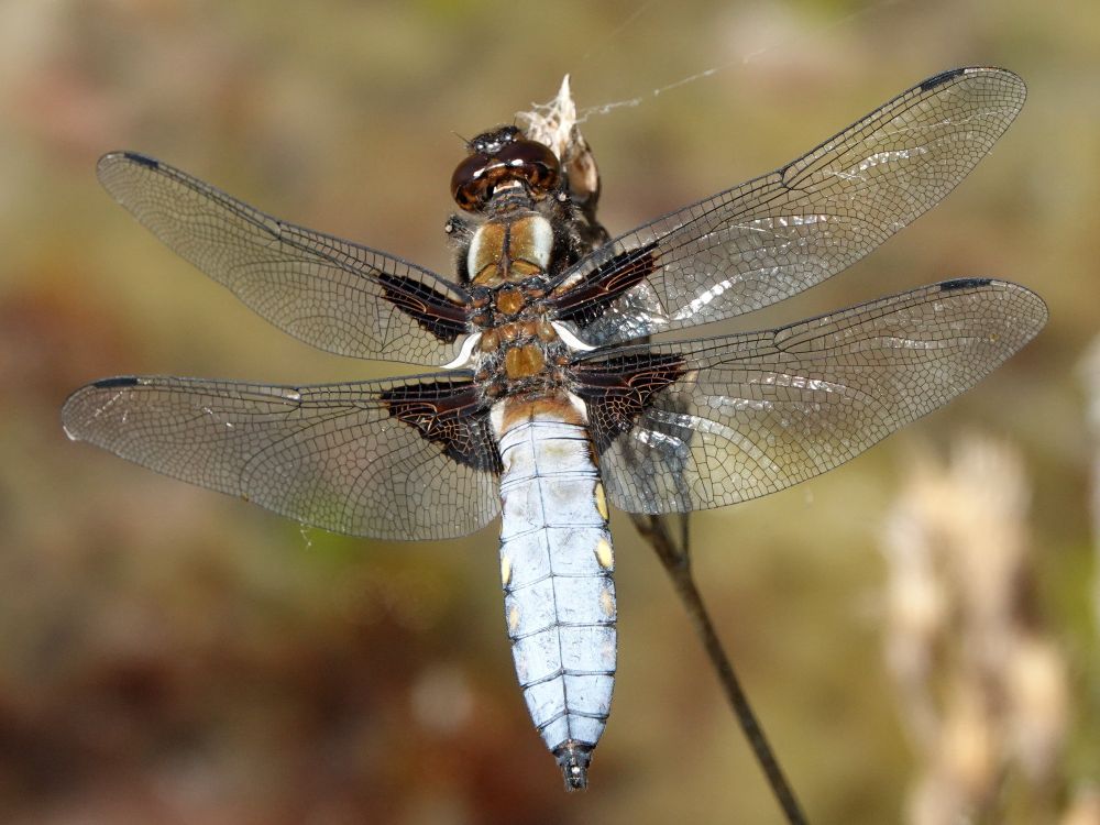 Broad-bodied Chaser (Libellula depressa).