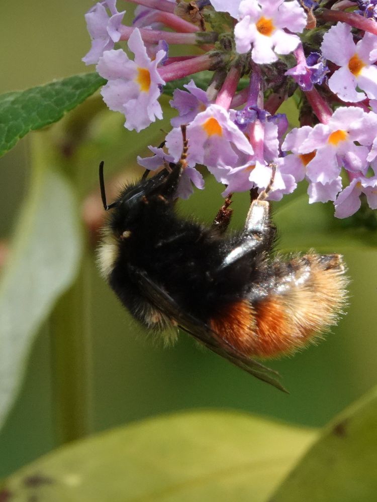 Bombus monticola, also known as the Bilberry Bumblebee, the Blaeberry Bumblebee or the Mountain Bumblebee. This individual appears to be a recently-emerged queen.
