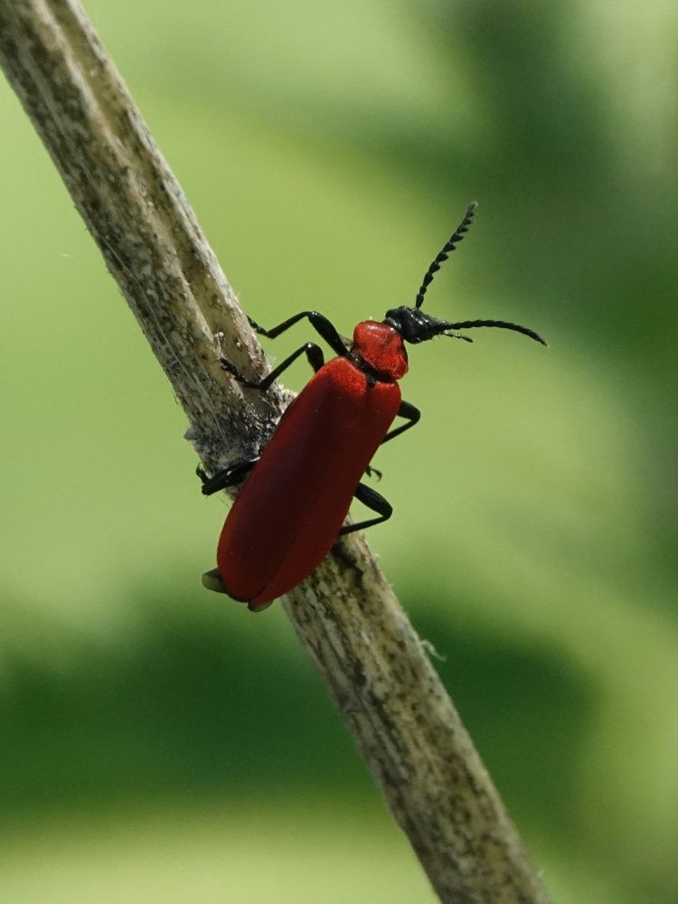 Black-headed Cardinal Beetle (Pyrochroa coccinea) in woodland alongside a disused canal, near Hemingfield.