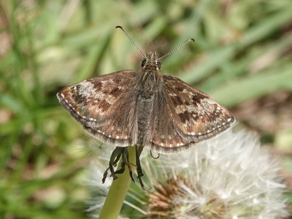 Dingy Skipper butterfly (Erynnis tages) at Bradfield View Woodland Burial Ground, near Stannington.