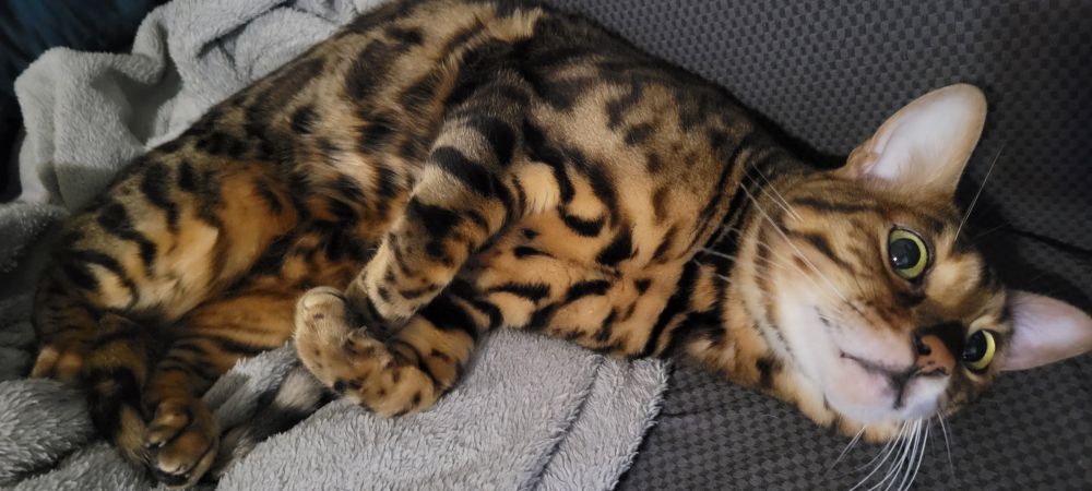 A bengal cat lying on his side, being criminally adorable, with big green eyes