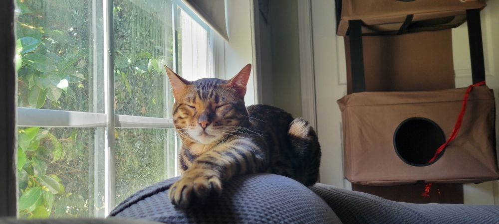 A bengal cat on the back of a sofa, with a window on his left, with his left paw outstretched