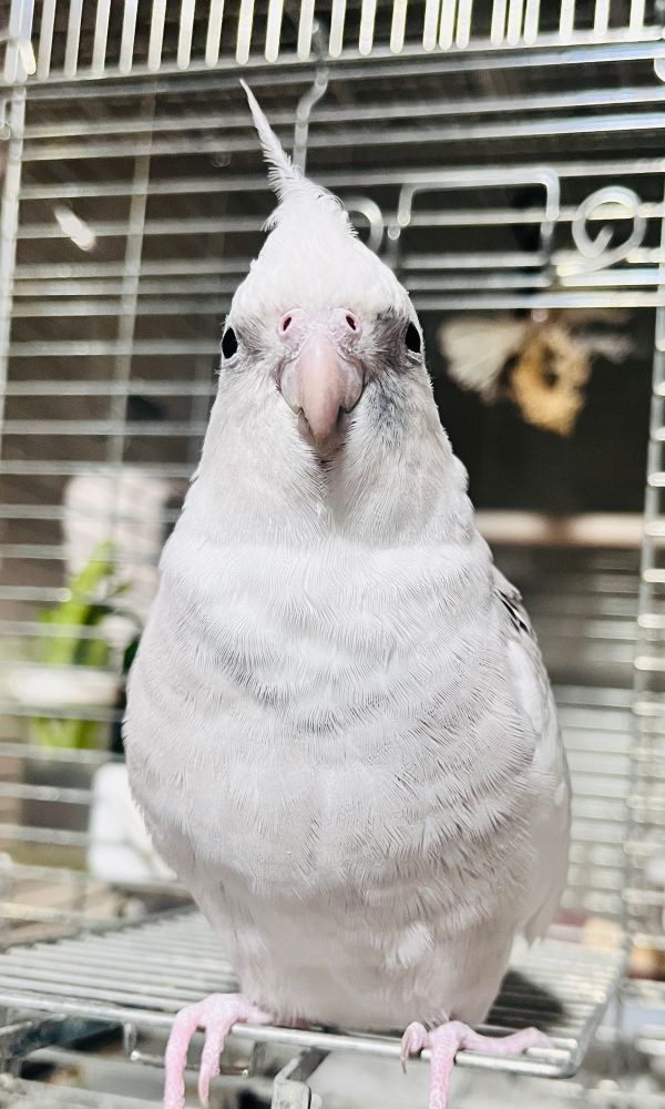 オカメインコホワイトフェイス