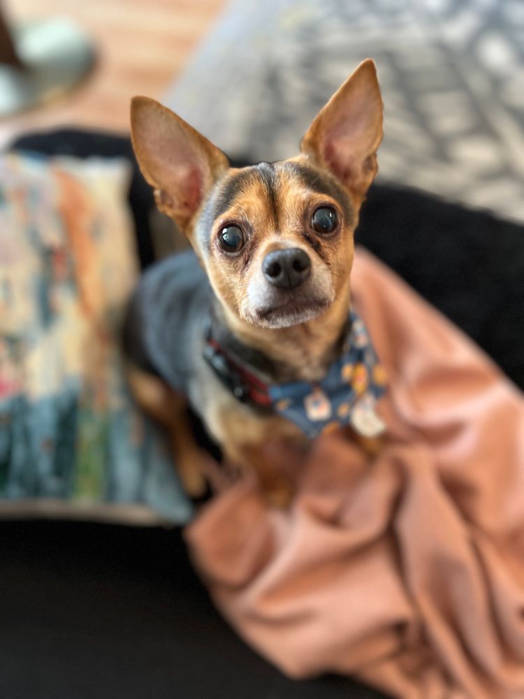 Black and reddish brown chihuahua with neckerchief, sitting on a pink blanket, looking directly at camera. 