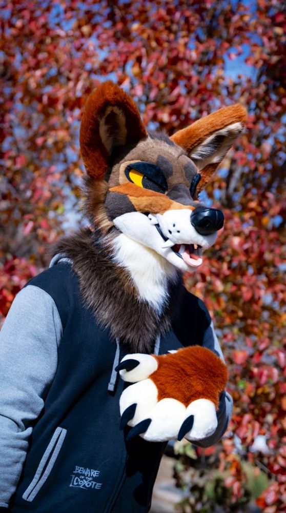 A orange, brown, and white coyote partial with expressive magnetic eyelids.