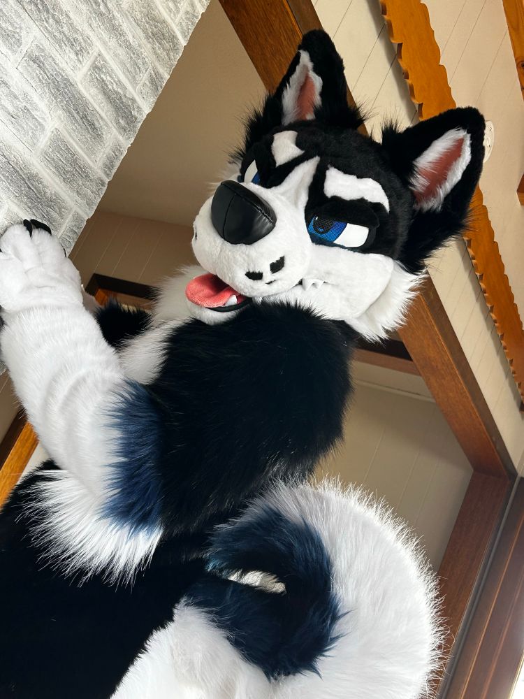 Black, white and blue husky fursuiter turns around to look at you.