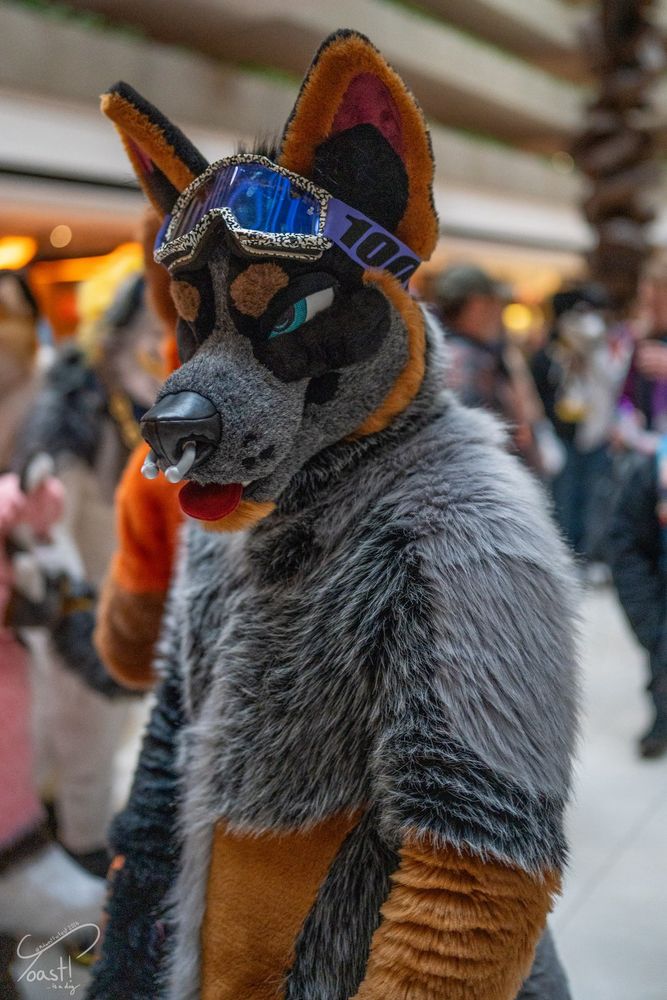 Portrait of the blue heeler full suit in the hotel lobby of Midwest Furfest.