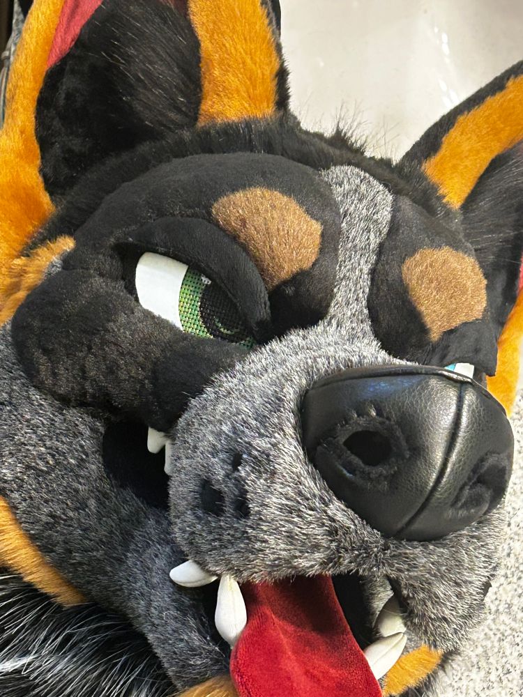 Closeup of the blue heeler fursuit head. It has a black/silver speckled muzzle, a pickable nose, blue/green eyes, and magnetic eyelids.
