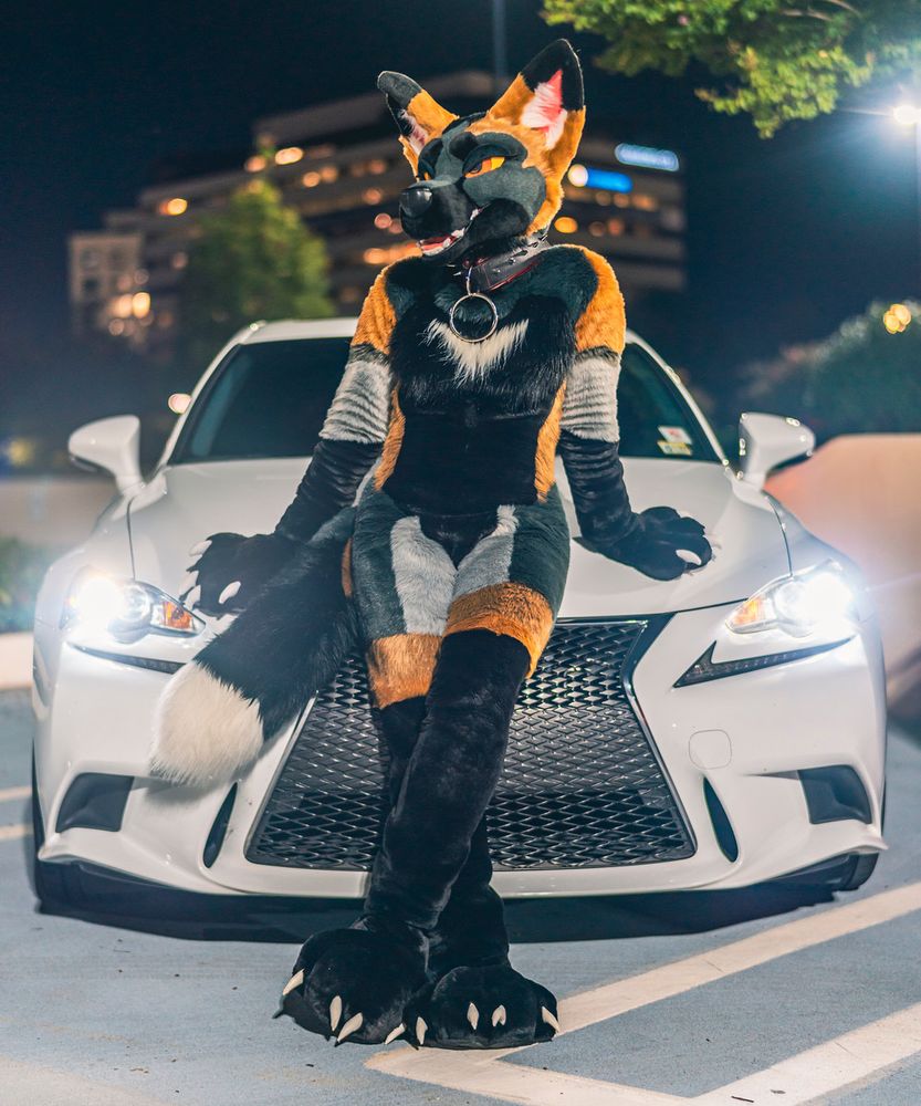 A black, orange, silver, and gray cross fox fursuiter leans back on the hood of a car that isn’t hers.