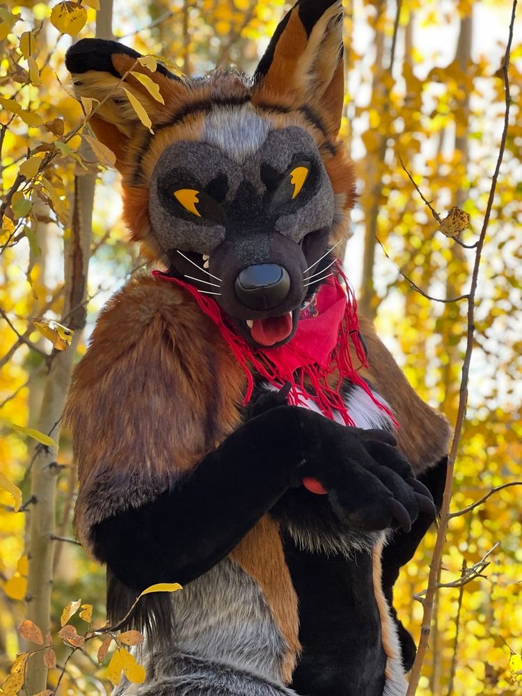 Cross fox full suit with the magnetic eyelids off (for once) revealing a delighted expression!