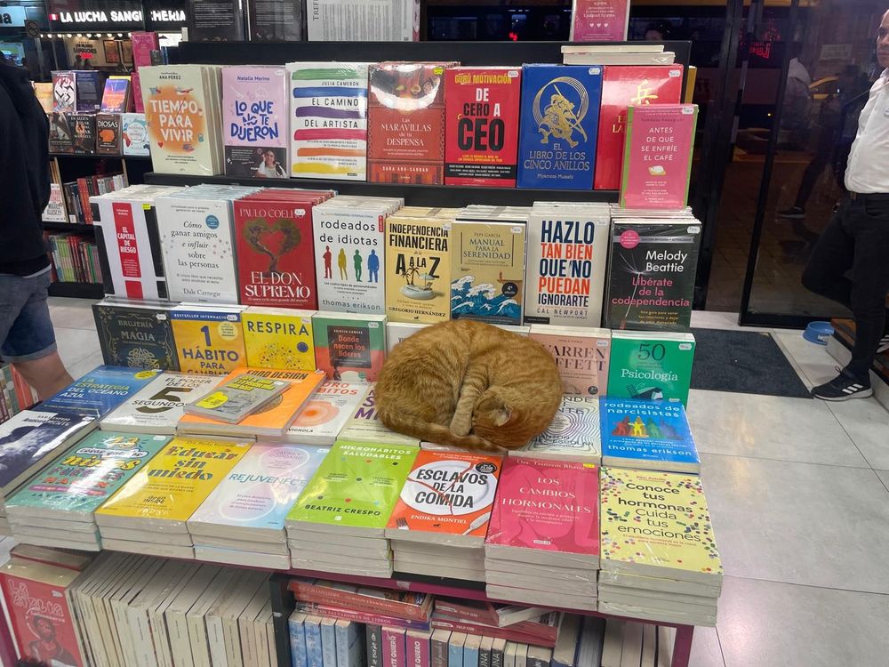 A ginger cat is curled up asleep on a bookshop table, all the books appear to be in Spanish