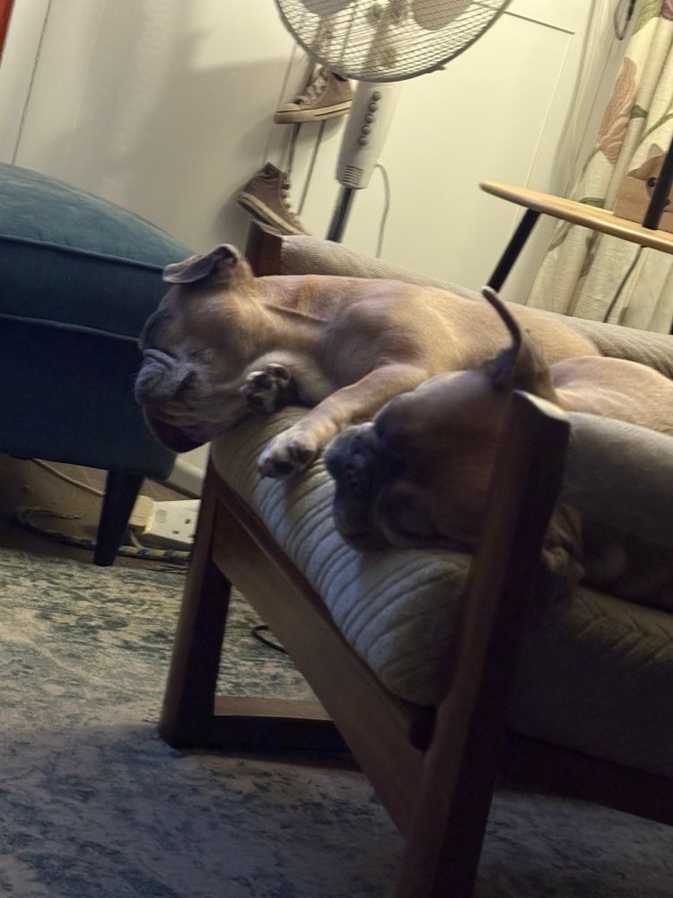 Two French bulldogs sleeping on a chair. 
