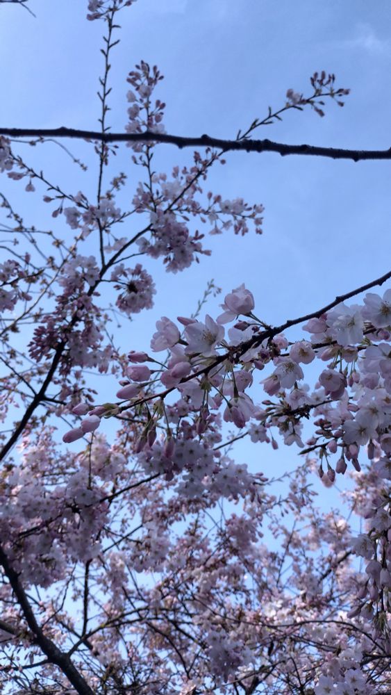 Pink cherry blossoms close up of open and unopened flower buds