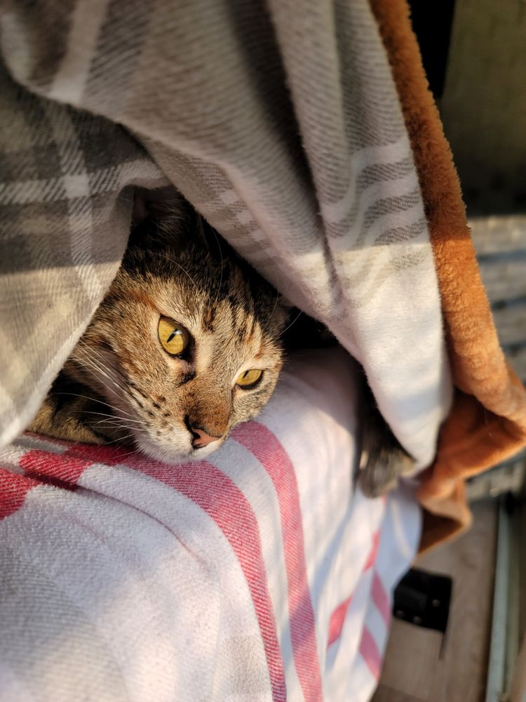 hex hiding in comforter