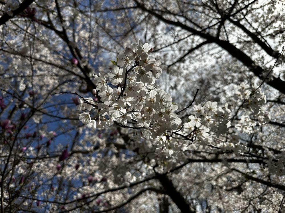 Close up view of white cherry blossoms on a tree