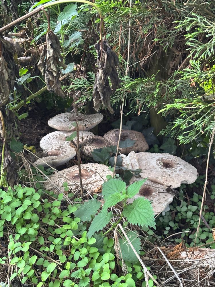 A group of large Parasol fungus 