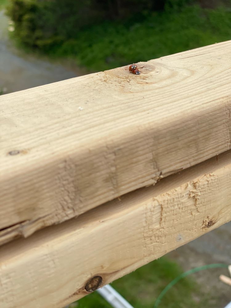 Two ladybugs doin’ it way up atop an in construction wall