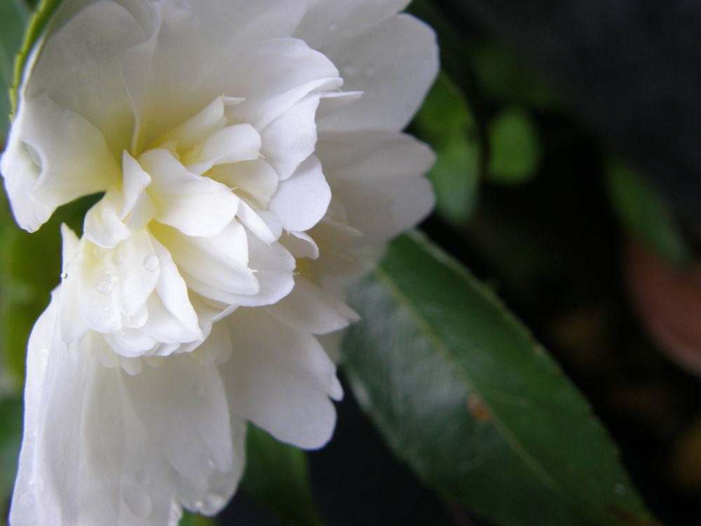 Camellia 'Snow Flurry' white doubled flowers