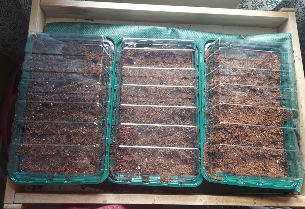 Three rectangular green propagator trays with clear lids containing soil and leek, bean and kale seeds