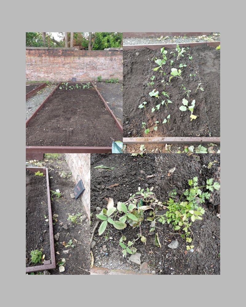 Collage of photos showing my plot including broccoli, cabbage and beans plus sage and parsley