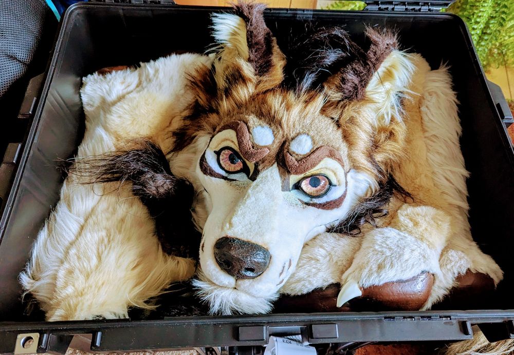 Fursuit head looking out from luggage case