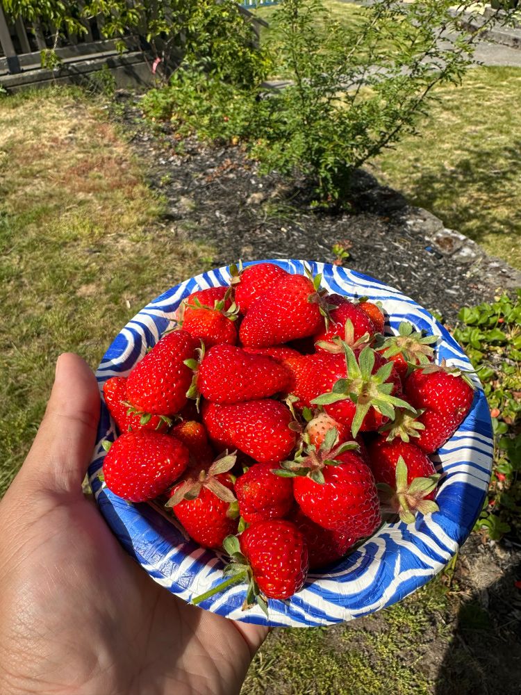 Bowl of freshly picked Albion strawberries 