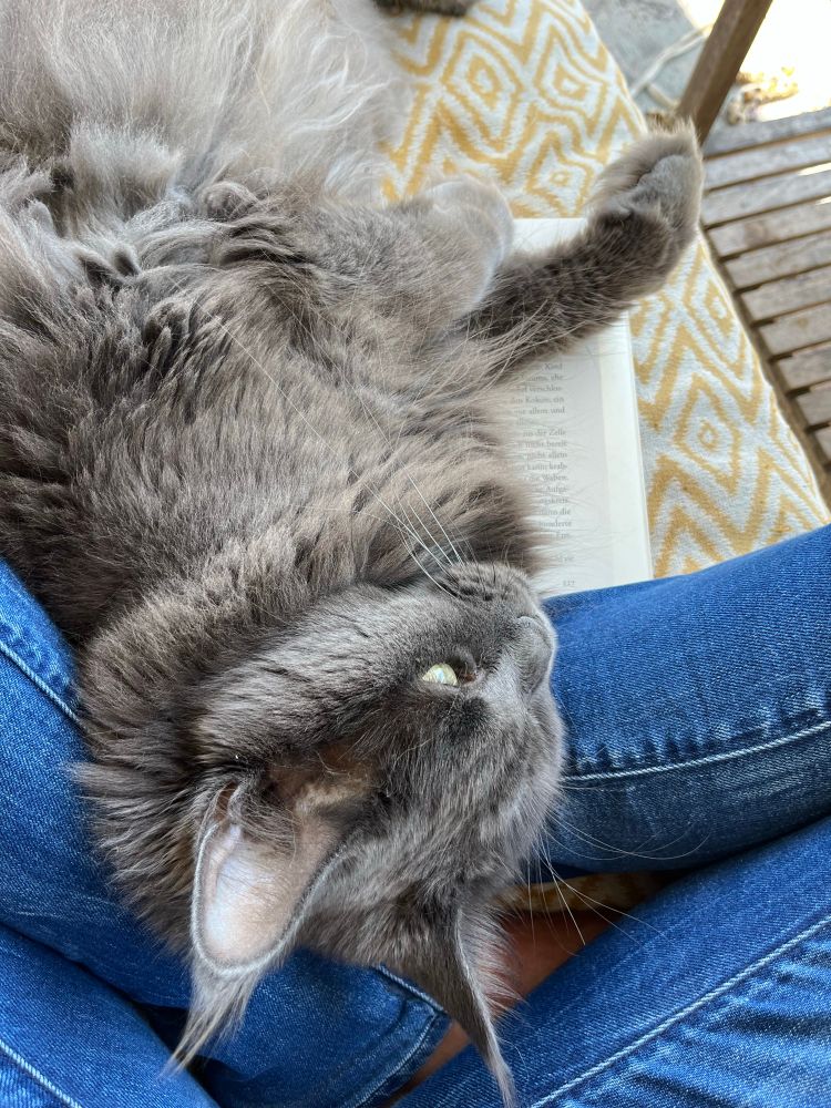 Graue Katze liegt auf Buch 