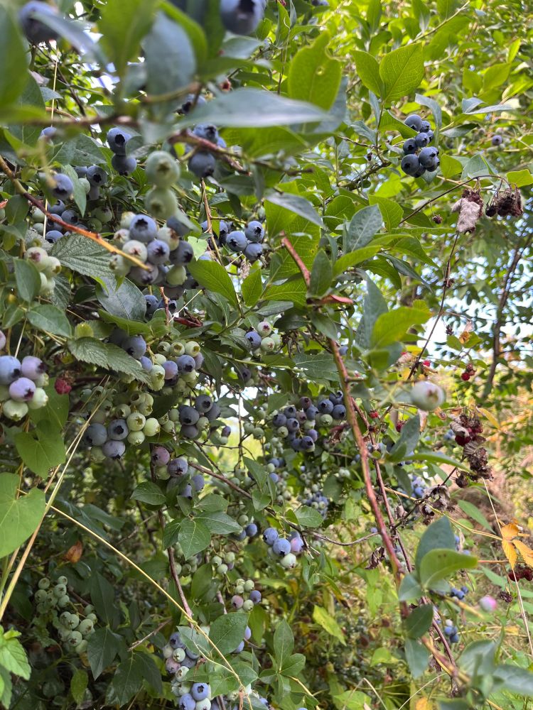 Blaubeeren an Strauch. Viele. Wirklich sehr viel. Spärlich erkennt man noch das ein oder andere Blatt dazwischen 