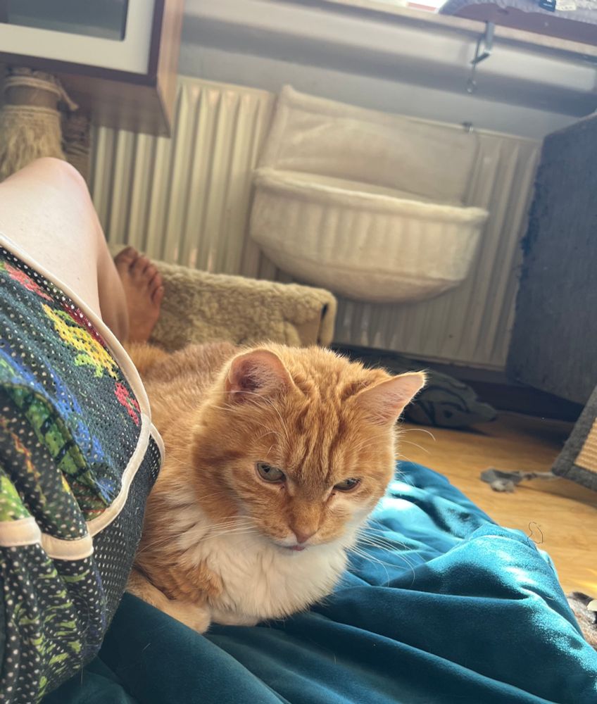 Rot weiße Katze schmiegt sich kuschelnd, an schwitzenden Menschen 