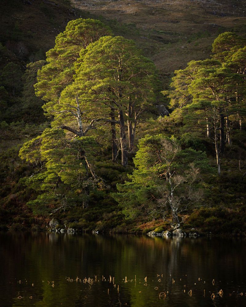 Scots pines on the edge of a loch in the Scottish Highlands