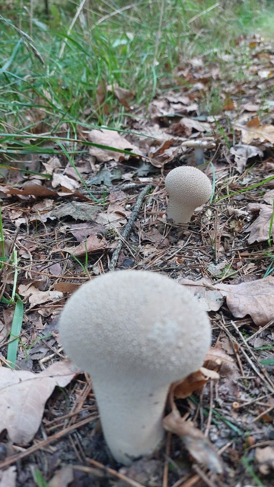 2 Flaschenstäublinge auf Waldboden, neben Gras