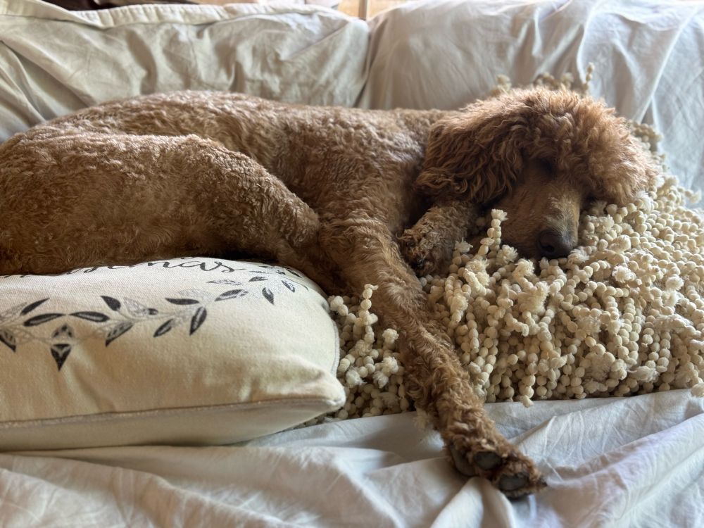 A caramel colored standard poodle with mostly short hair, lying on a couch atop two pillows