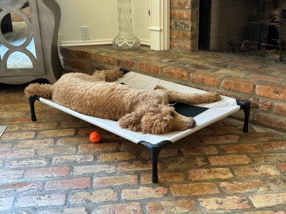 A tan-colored standard poodle lying on her mat, worn out, eyes open. Her orange ball lies on the floor a few inches away. 