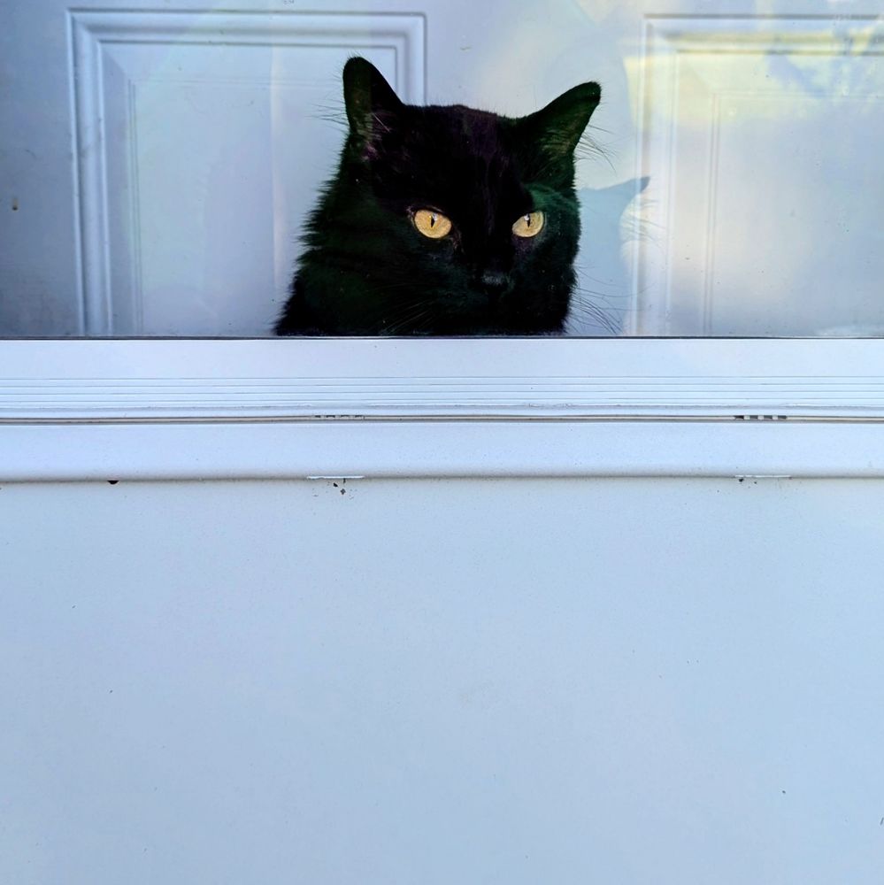 a black cat with gold eyes peeking over a storm door window with a partially open door behind him. both doors are white.