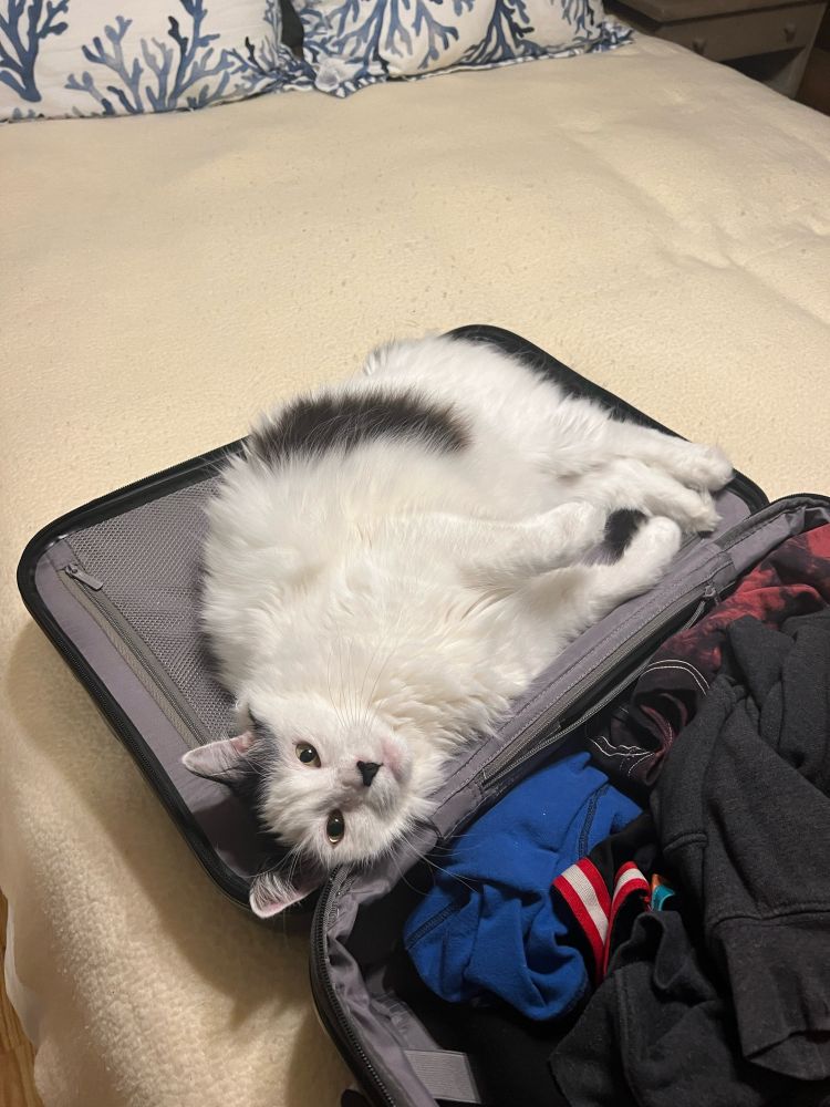 Fluffy white cat looking at the camera as he’s laying inside one half of an open suitcase. 
