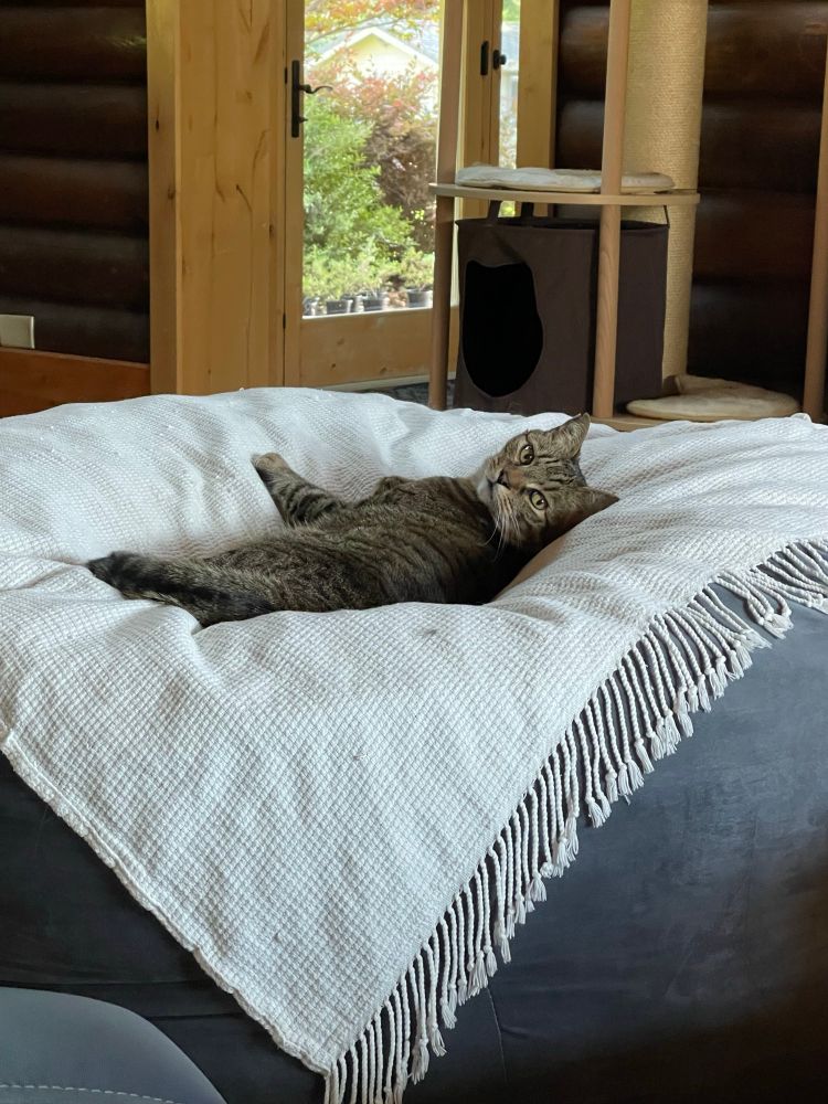 Tabby cat looking attentively on a white blanket atop a bean bag chair.
