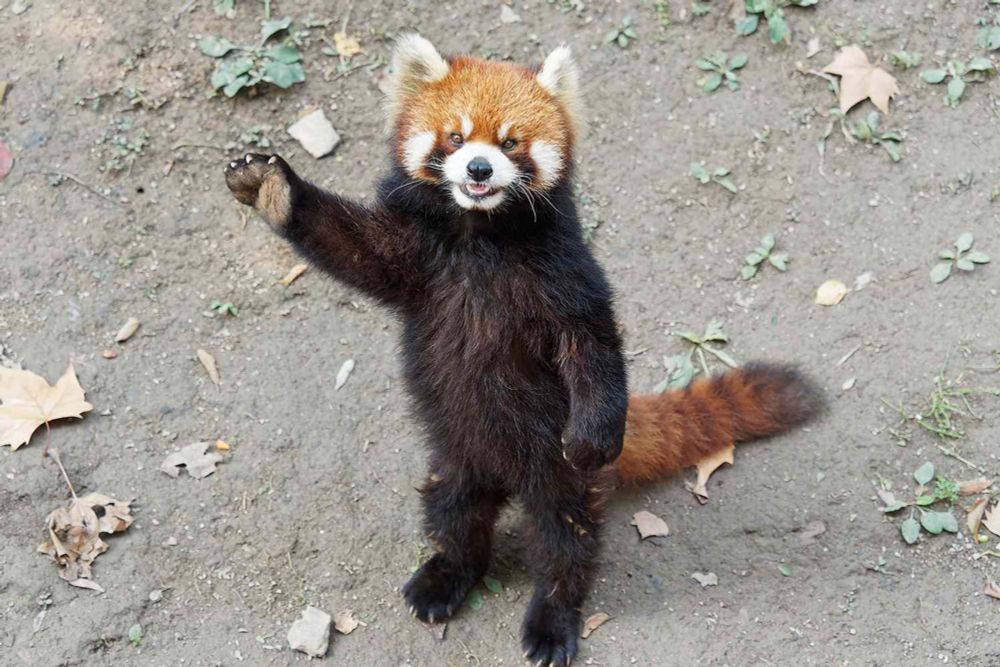 A hotel in China is facing backlash after using endangered red pandas to wake up guests. The Lehe Ledu Liangjiang Holiday Hotel, near the southwestern city of Chongqing, attracts travel influencers an...