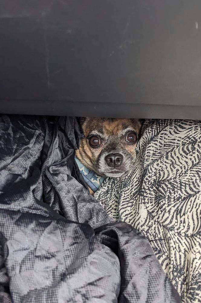 a photo that is, vertically, about half taken up by the black of a dashboard, with the other half made up of blankets. in the middle, a tiny brown dog face pokes out from the blankets, unhappily