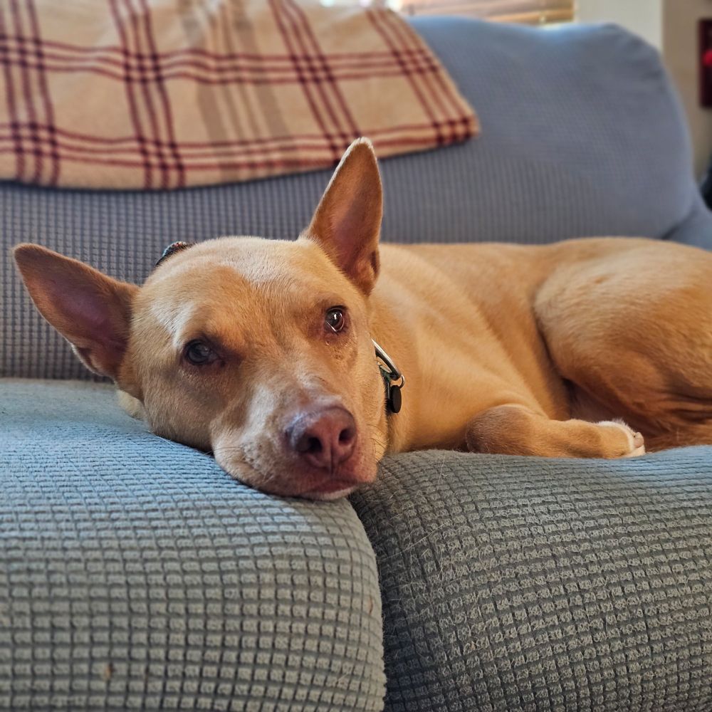 Tan dog looking sweet and adorable lying on a blue couch.