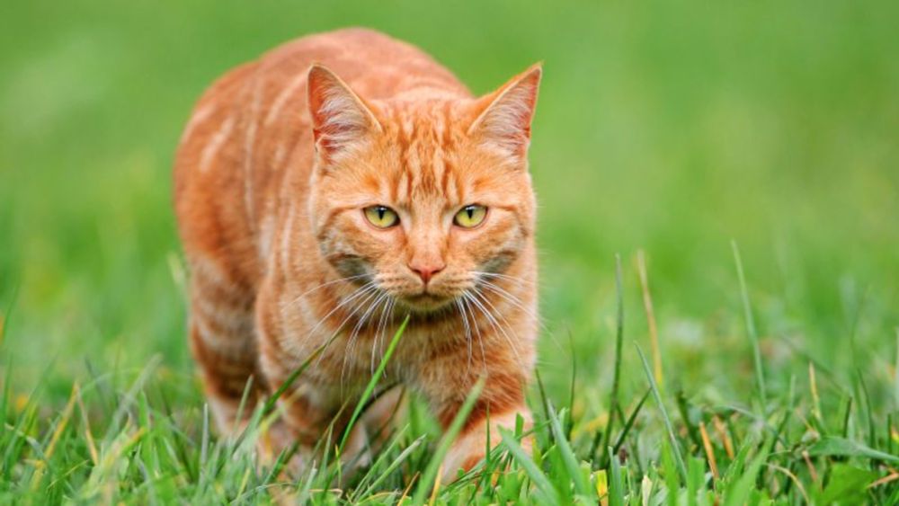 What’s so special about orange cats? Turns out they’re freaks of nature | CNN