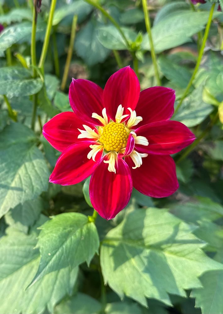 A lurid crimson dahlia with a delicate white fronded mustard yellow heart