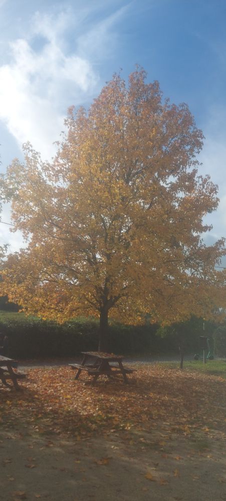 Golden autumn tree leaves in a park
