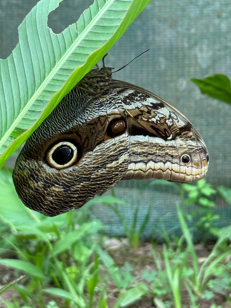 The wings of an Owl Butterfly showing its pattern remarkably similar to the head of a snake