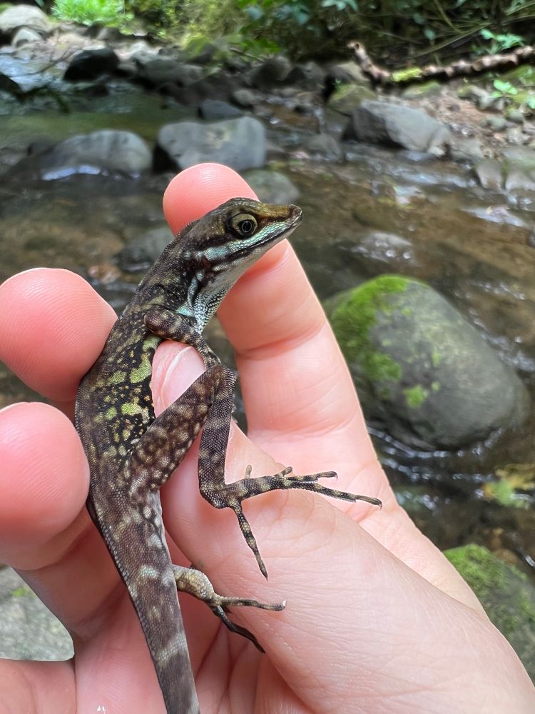 Anolis aquaticus, a species of small, semi-aquatic lizard is seen here being held in the hand of Allie Martin, a permitted researcher.