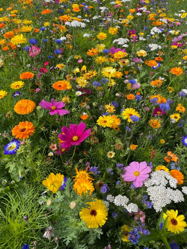 Eine Wiese voller bunter Blumen 