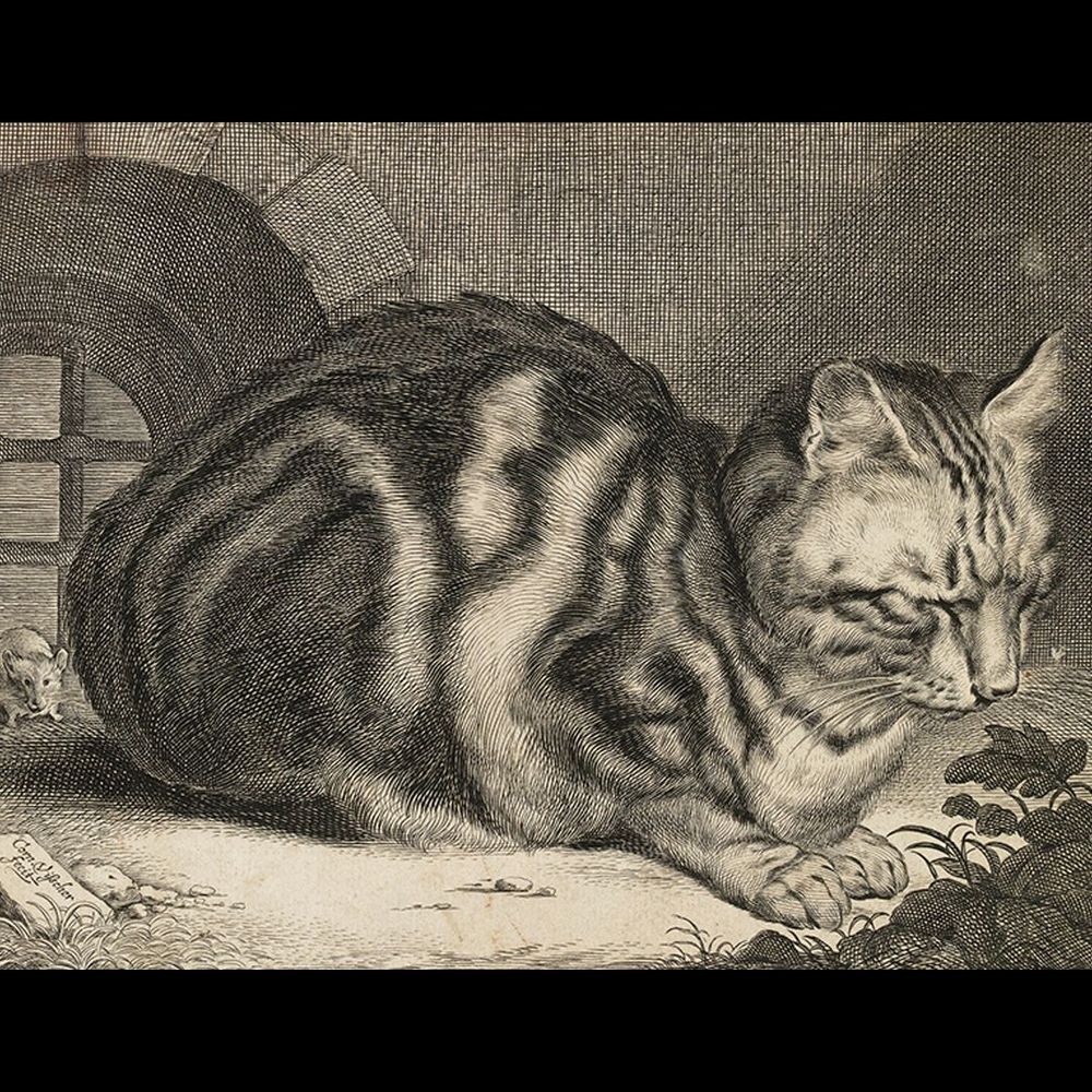 An engraving of a tabby cat curled up asleep