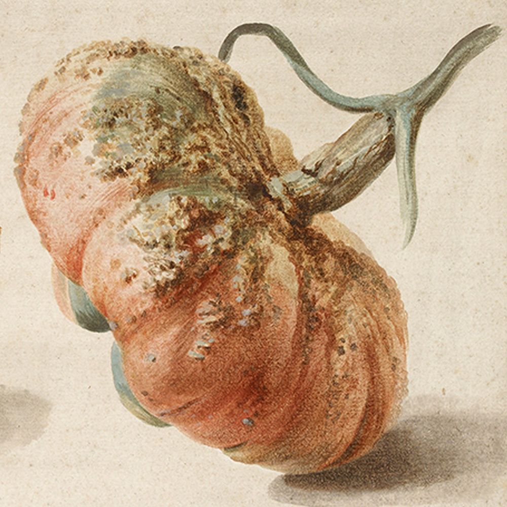 Watercolour of a gourd or pumpkin, it has rough patches on the outside and still has it's thick green stalk attached.