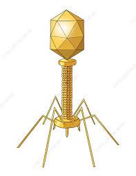 Diagram of a complex virus that more or less is the same shape as the light post in the original post. (Bulb top, long neck, bent spider adjacent legs)